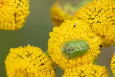 Cassida stigmatica