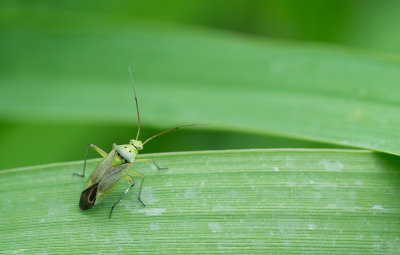 Closterotomus norwegicus / Aardappelprachtblindwants