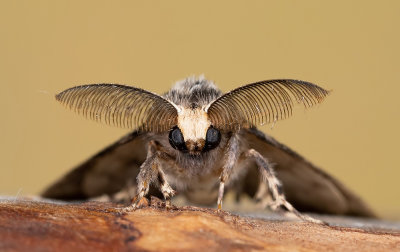 Lymantria monacha / Nonvlinder