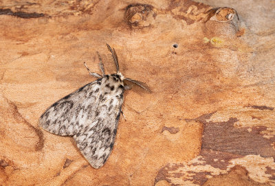 Lymantria monacha / Nonvlinder