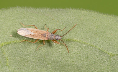 Paromius gracilis