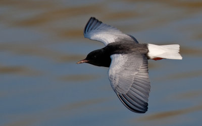 White-winged tern / Witvleugelstern