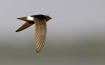 Little Swift / Huisgierzwaluw