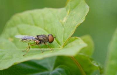 Odontomyia angulata / Veenmoeraswapenvlieg