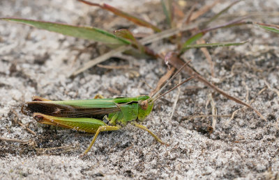 Common green grasshopper / Wekkertje