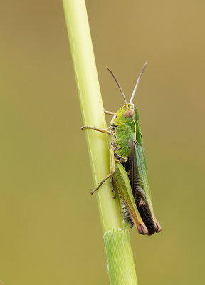 Common green grasshopper / Wekkertje
