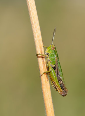 Common green grasshopper / Wekkertje