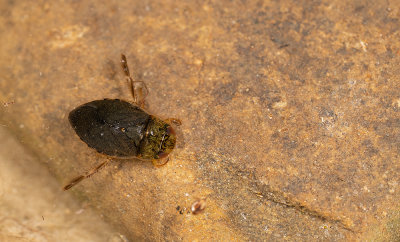 Ilyocoris cimicoides / Platte waterwants