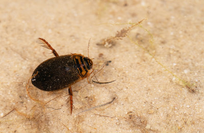 Acilius canaliculatus / Gestreepte haarwaterroofkever