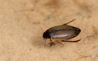 Colymbetes fuscus / Bruine duiker