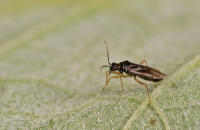 Dicyphus globulifer / Koekoeksbloembochelwants