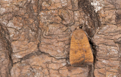 Noctua interjecta / Kleine huismoeder