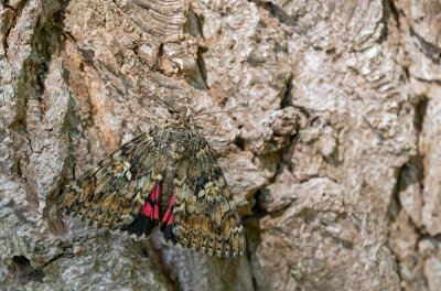 Dark Crimson Underwing / Karmozijnrood weeskind