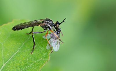Common Red-legged Robberfly / Knobbelbladjager