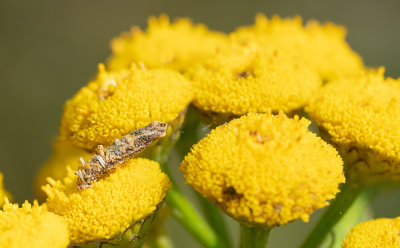 Coleophora tanaceti / Wormkruidkokermot