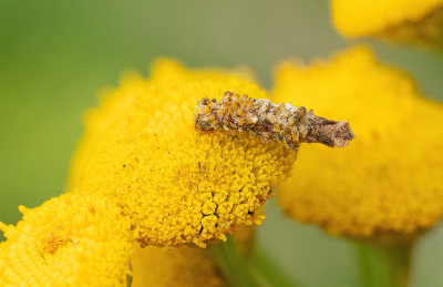 Coleophora tanaceti / Wormkruidkokermot