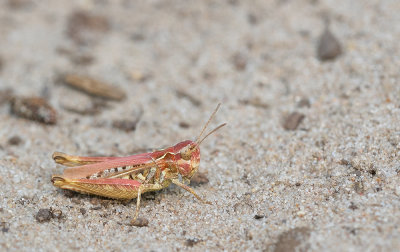 Mottled Grasshopper / Knopsprietje 