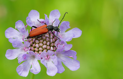 Anastrangalia sanguinolenta / Bloedrode smalboktor