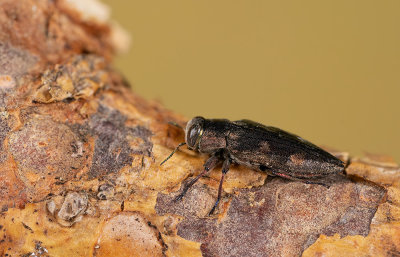Chrysobothris solieri / Goudgepuncteerde dennenprachtkever