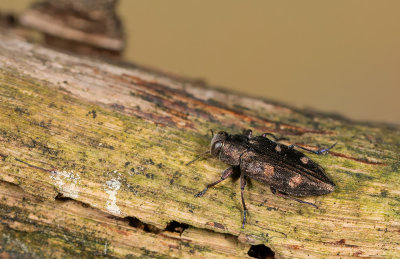 Chrysobothris solieri / Goudgepuncteerde dennenprachtkever