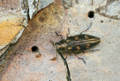 Chrysobothris solieri / Goudgepuncteerde dennenprachtkever