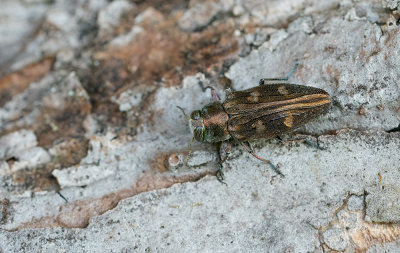 Chrysobothris solieri / Goudgepuncteerde dennenprachtkever