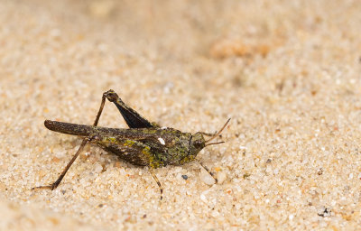 Cepero's groundhopper / Zanddoorntje 
