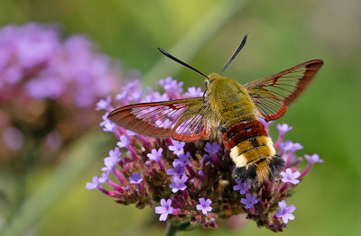 Broad-bordered Bee Hawk-moth / Glasvleugelpijlstaart