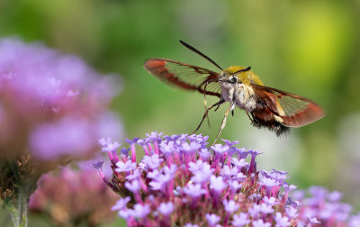 Broad-bordered Bee Hawk-moth / Glasvleugelpijlstaart