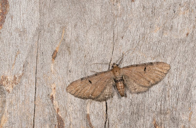 Eupithecia absinthiata / Egale dwergspanner