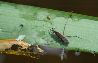 Gerris argentatus / Zilveren schaatsenrijder