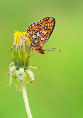 Pearl-bordered Fritillary / Zilvervlek