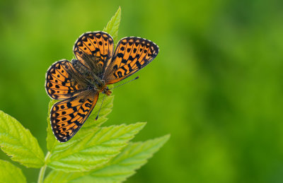 Pearl-bordered Fritillary / Zilvervlek
