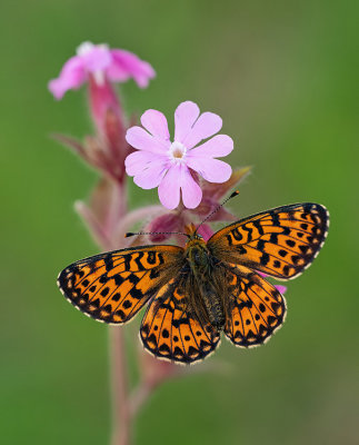 Pearl-bordered Fritillary / Zilvervlek