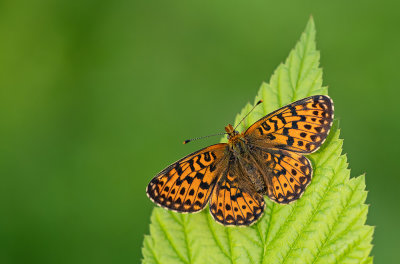 Pearl-bordered Fritillary / Zilvervlek