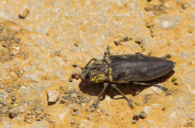 Chalcophora detrita