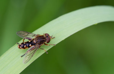 Heath Grasshopper / Steppesprinkhaan