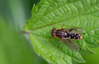 Heath Grasshopper / Steppesprinkhaan