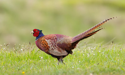 Pheasant / Fazant 
