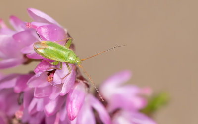 Orthotylus ericetorum / Heidesteilneus