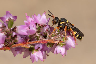 Black-horned Nomad / Heidewespbij