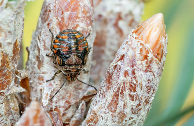 Holcogaster fibulata / Bonte dennenschildwants