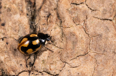 Coccinella hieroglyphica / Hiëroglyfenlieveheersbeestje