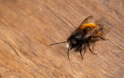 Osmia cornuta / Gehoornde metselbij