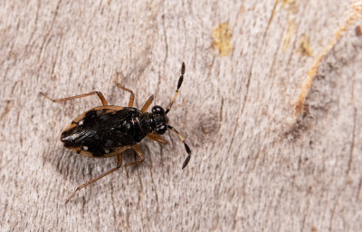 Chartoscirta cocksii 