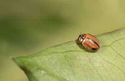 Aphidecta obliterata / Bruin lieveheersbeestje