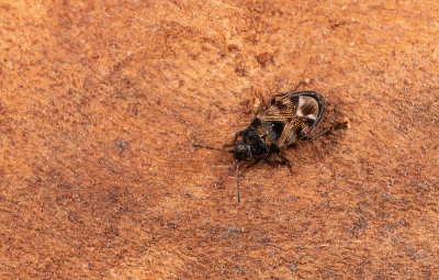 Pionosomus varius / Zandstoppelwants