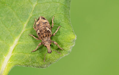 Graptus triguttatus / Drievleksnuitkever 