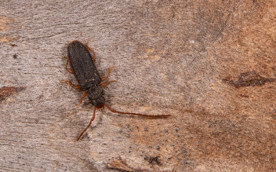 Uleiota planatus - Bruine tandkever