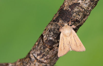 Denticucullus pygmina / Zeggeboorder